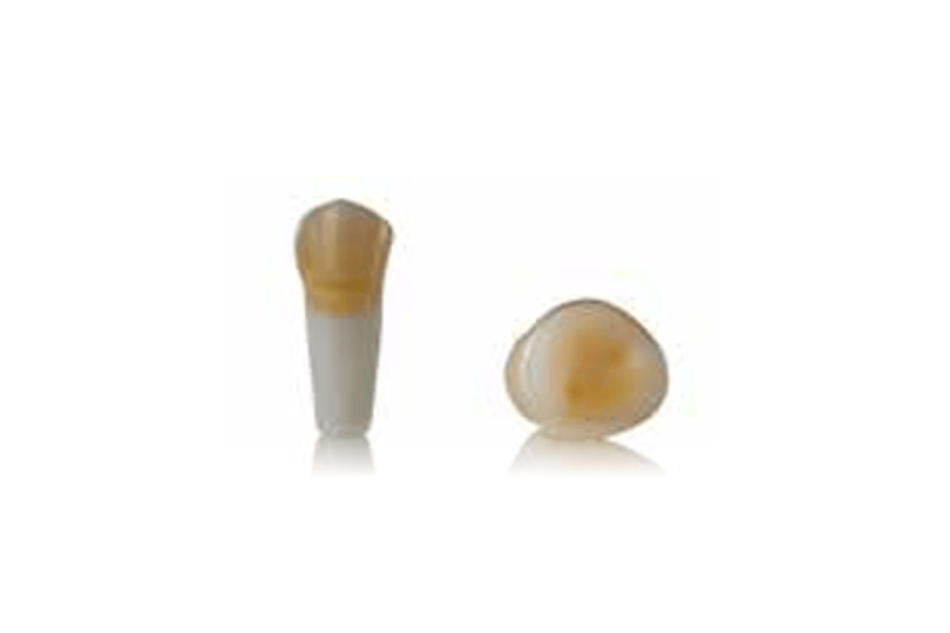 4D training teeth and educational models: Tooth 34