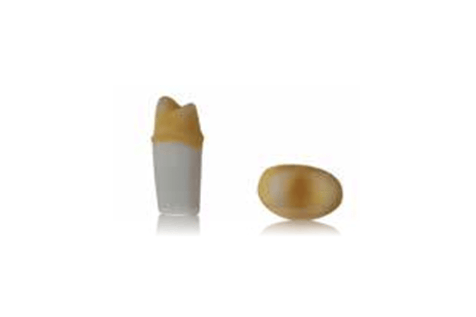 4D training teeth and educational models: Tooth 14