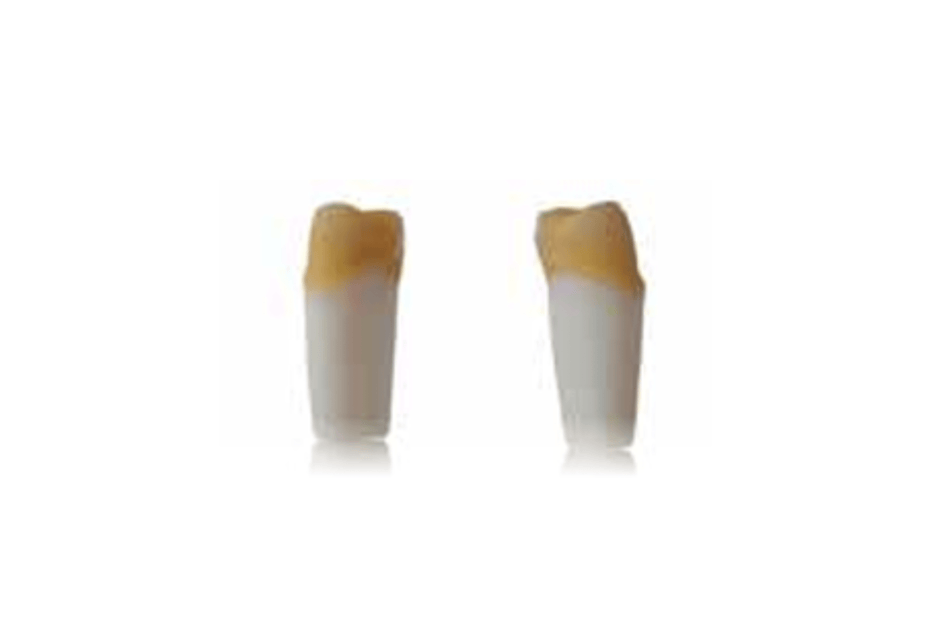 4D training teeth and educational models: Tooth 24